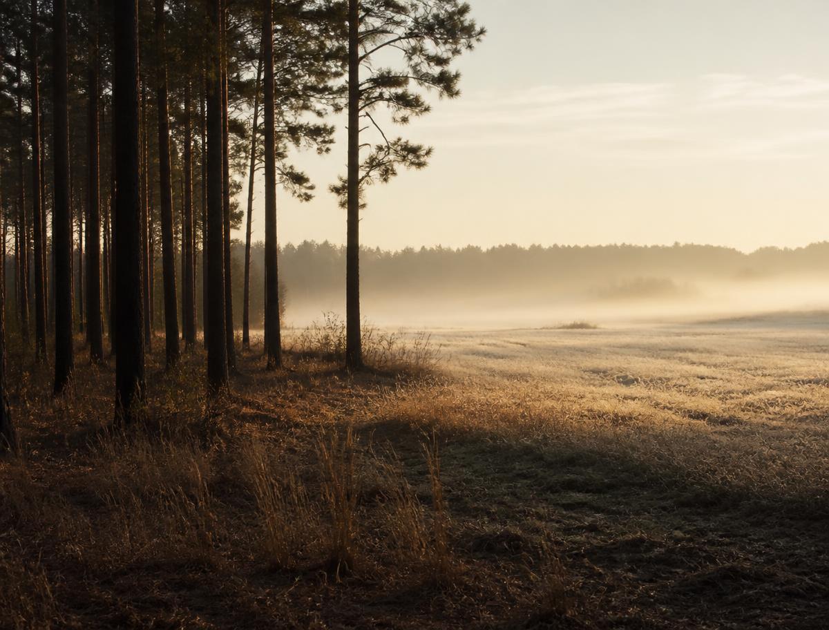 Longleaf pine woods opening onto a misty North Carolina field at sunrise